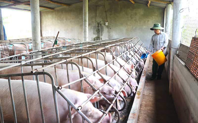 Quảng Trị chấp thuận đầu tư nuôi lợn công nghệ cao